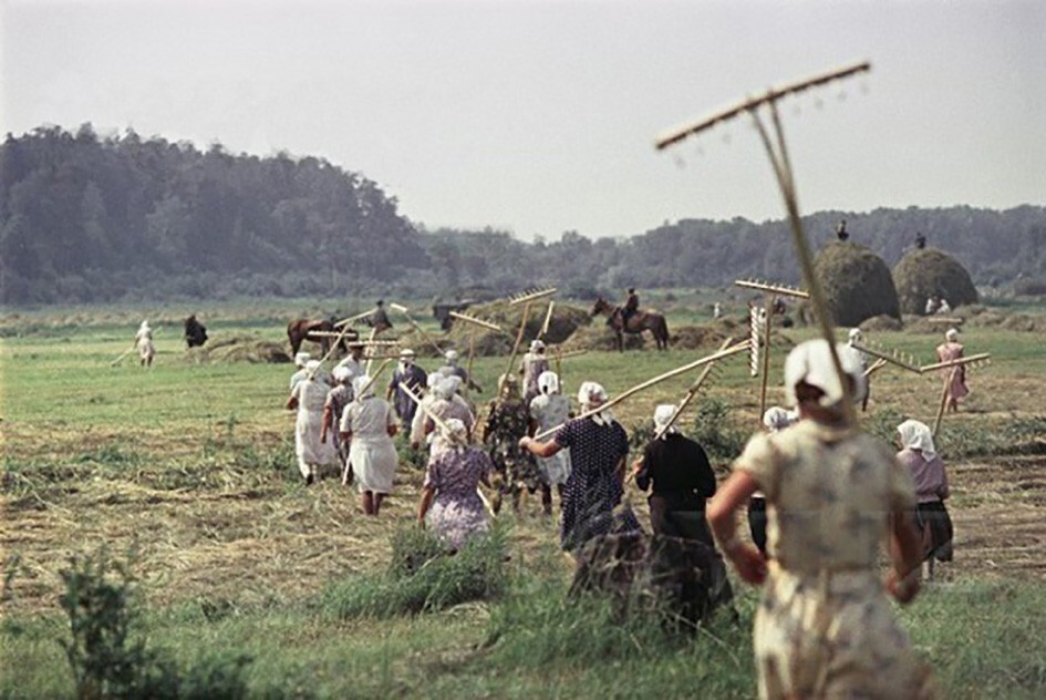 Сенокос в деревне. 1957 год.