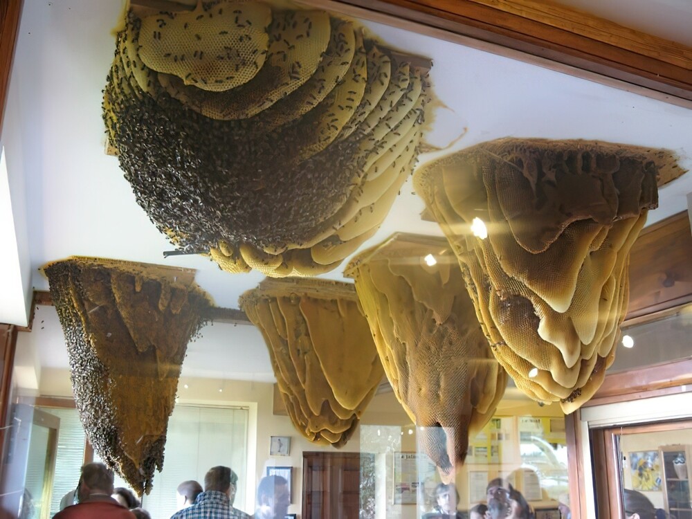 25. «Дом пчёл» — гигантские ульи, свисающие с потолка и  заключённые в стеклянный корпус с доступом снаружи. Поялес-дель-Ойо, Испания