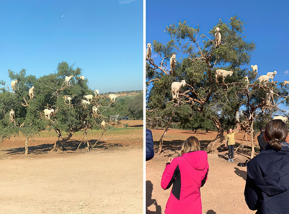 17. Дерево с козами. Марокко