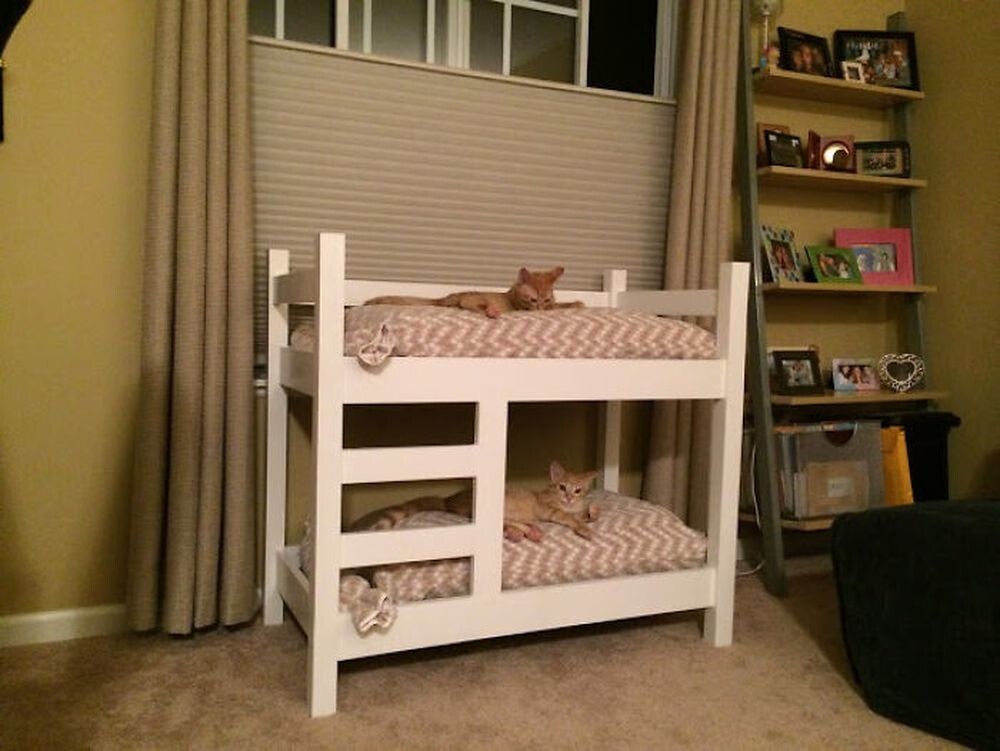 2. «Папа построил для котят сестры двухъярусную кровать, и они действительно на ней спят!»