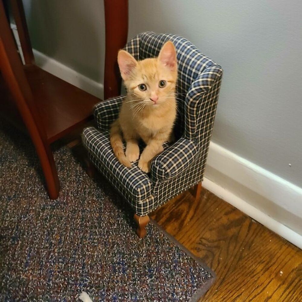 19. «У моего кота есть собственное маленькое кресло! Поздоровайтесь с Фредом»
