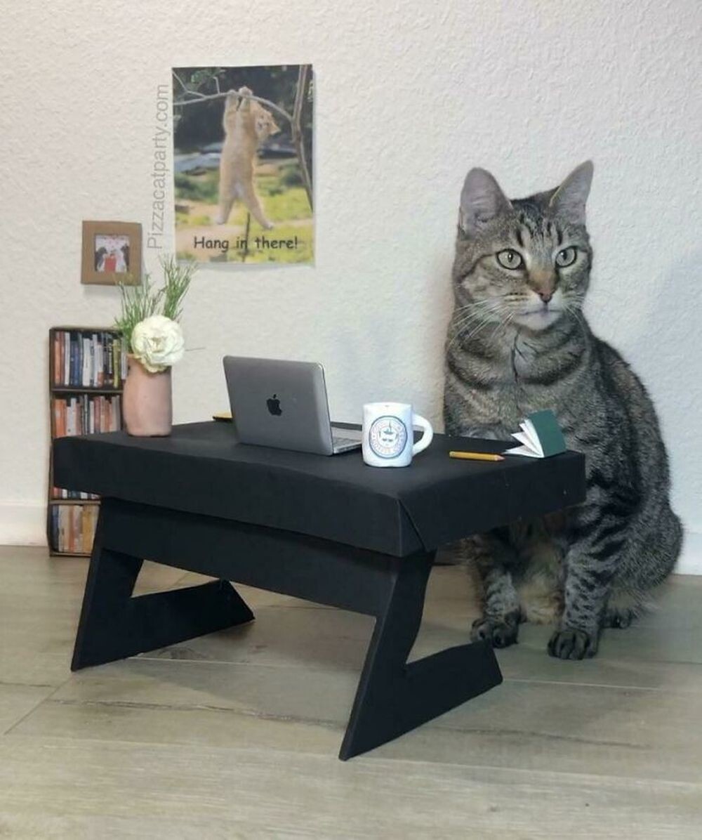 13. «Я соорудил коту домашний кабинет»