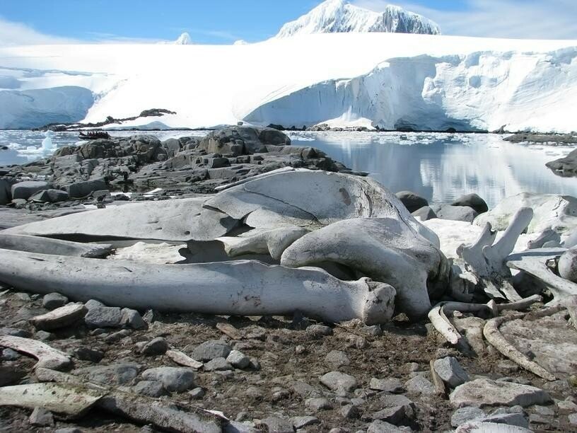 Что скрыто подо льдом Антарктики и Антарктиды — топ интересных находок