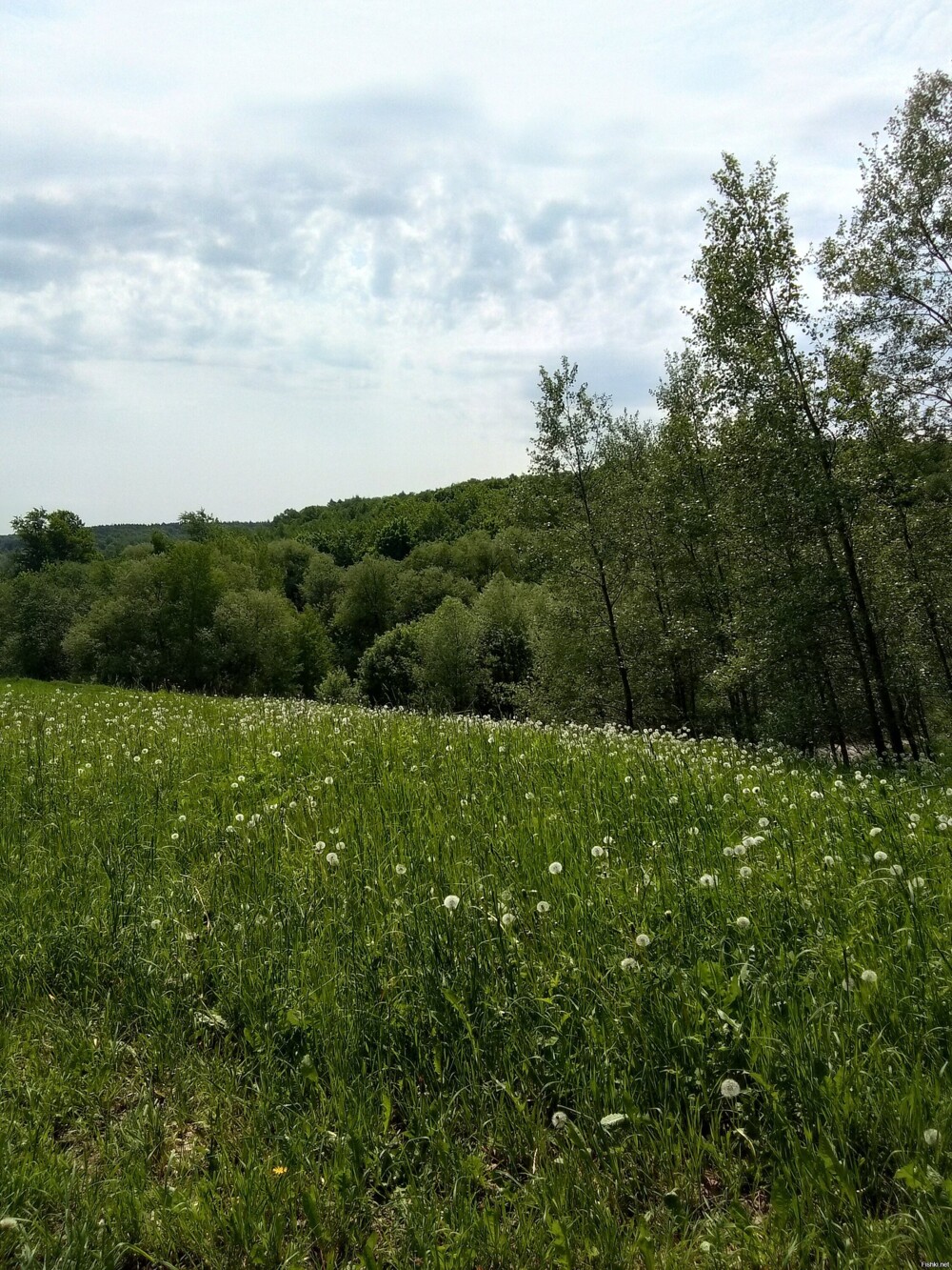 Вид из парка Царицыно на Бирюлёвский дендропарк