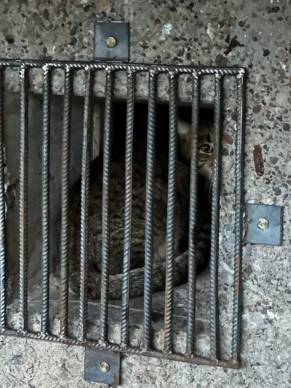 Жильцы дома пошли на «преступление», чтобы освободить замурованных в вентиляции котов