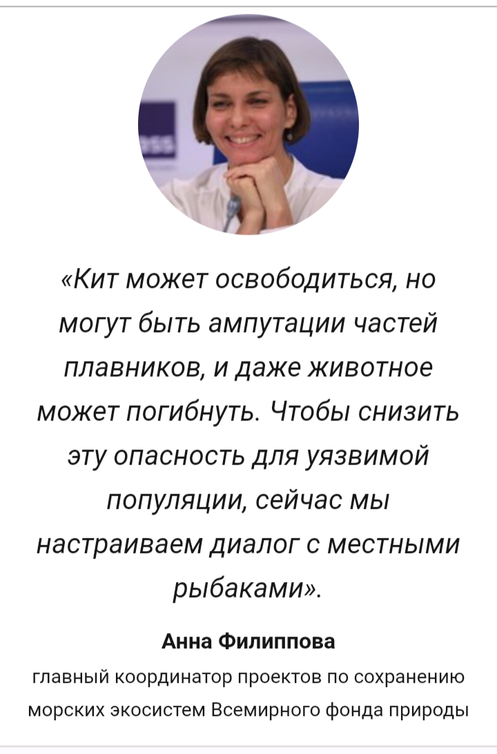 Коровка, Тетрис, Помпончик: откуда у китов Охотского моря такие необычные имена?