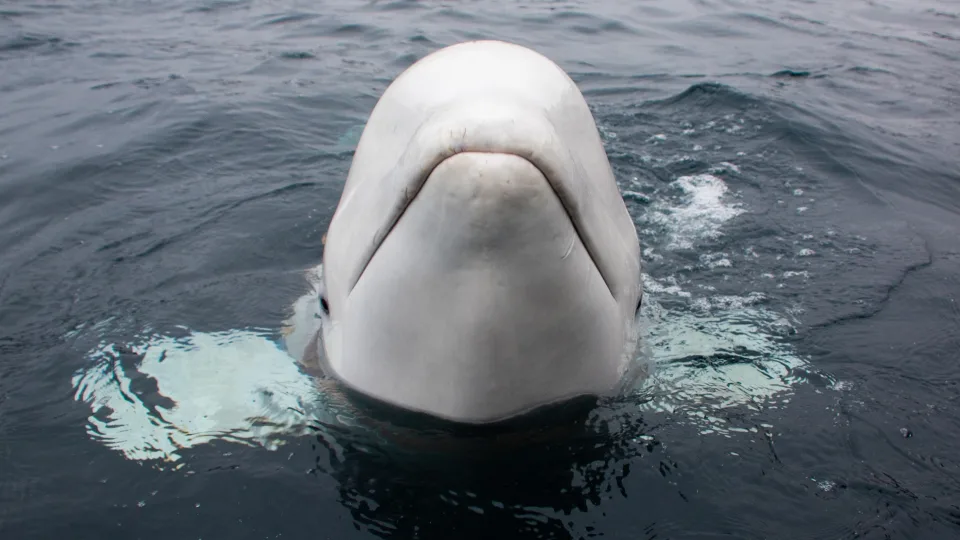 «Русский кит-шпион» Хвалдимир четвертый год не даёт покоя норвежцам