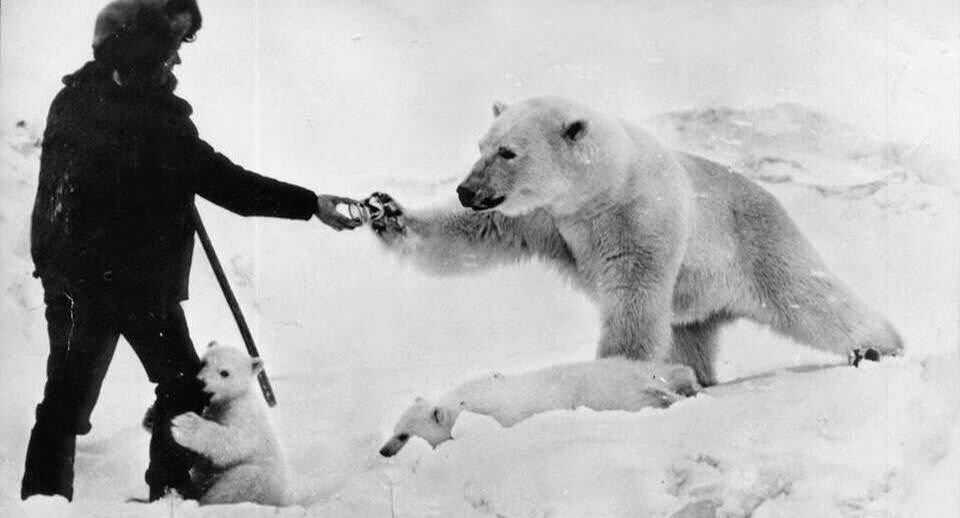 9. Российский полярник кормит белых медведей