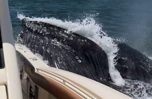 Горбатый кит чуть не врезался в лодку, «до чертиков напугав» людей на борту
