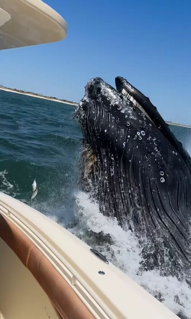 Горбатый кит чуть не врезался в лодку, «до чертиков напугав» людей на борту