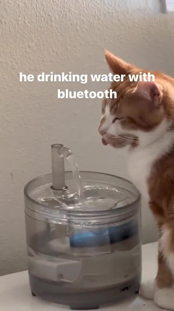 Коты умеют пить воду по блютуз 