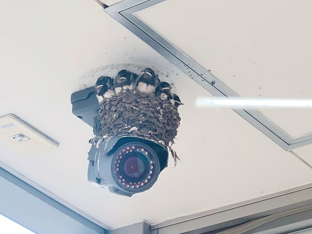10. Гнездо на камере видеонаблюдения