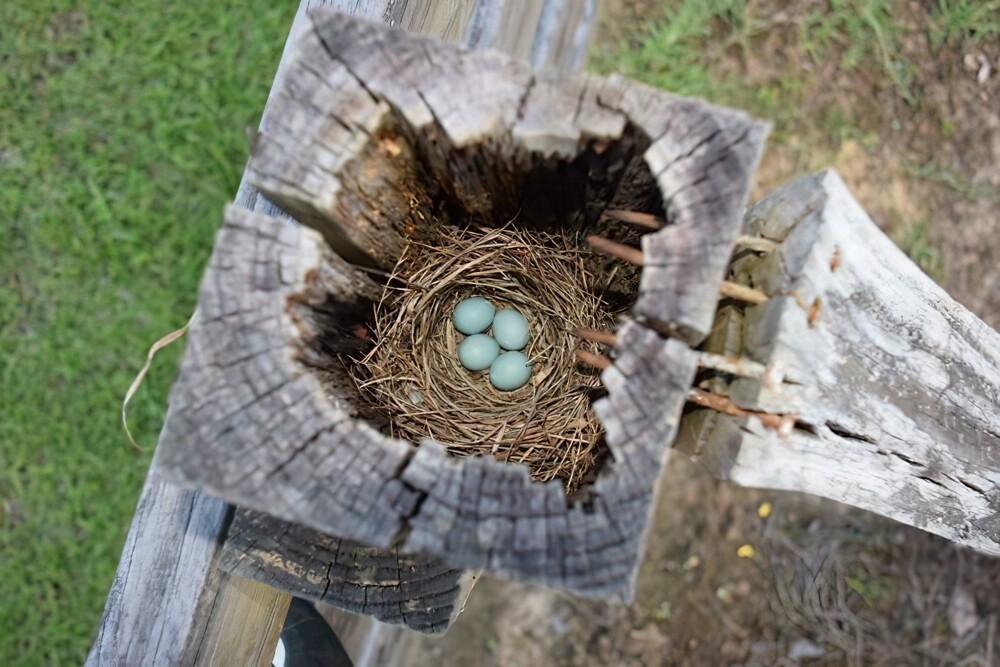 21. Гнездо малиновки в углублении деревянного столба