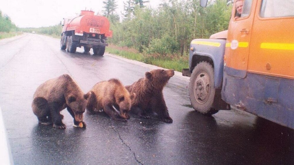 2.	Три медведя: наши дни