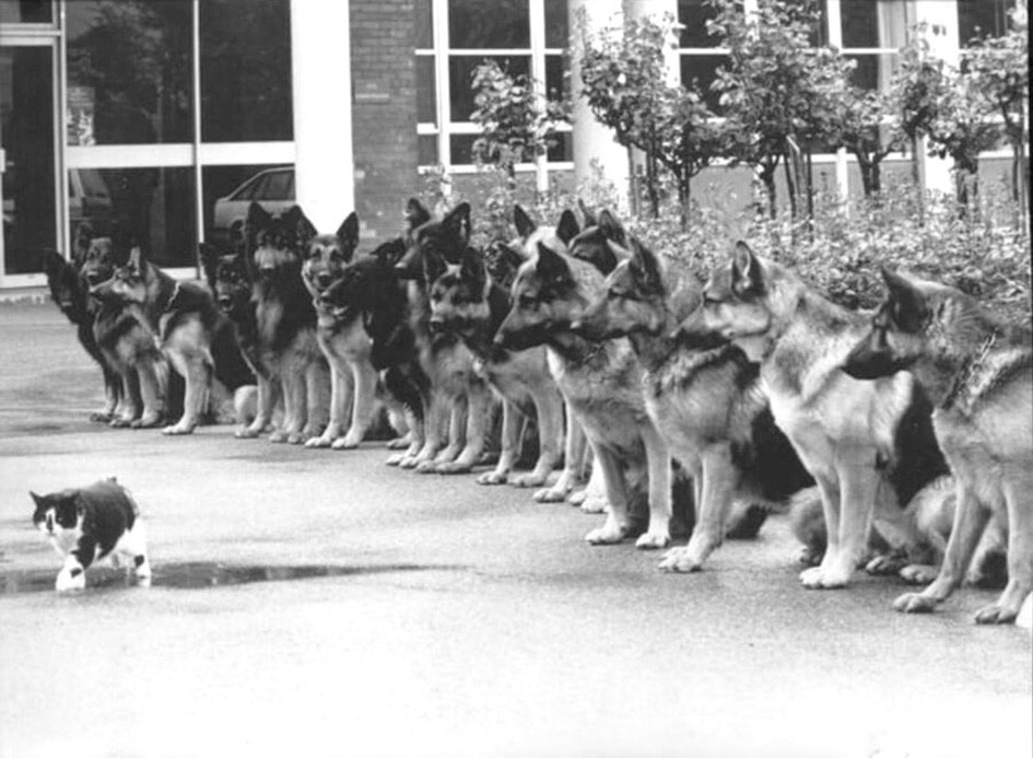 На выпускном экзамене для служебных собак полиции на умение сохранять спокойствие при виде кота. Западная Германия, 1987 год