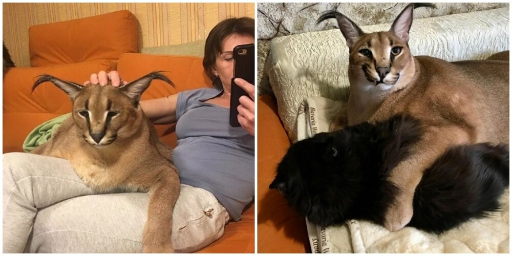 Что за Шлёпа? Каракал, которого называют "большим русским котом", прославился на весь интернет