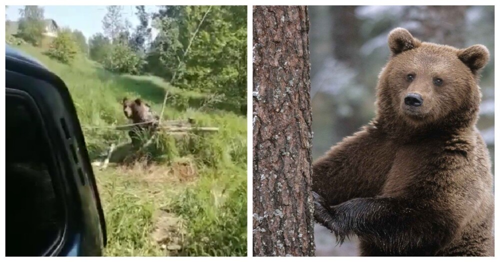 В Ярославской области охотник спас провалившегося в колодец медведя