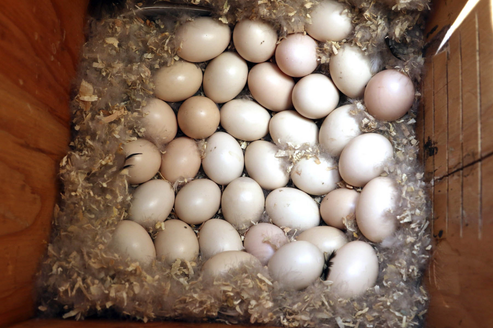 Утки, которые подбрасывают свои яйца другим птицам