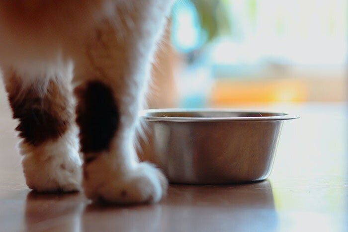 5. Если в миске с едой есть даже маленькое пустое место - для кота миска считается полностью пустой