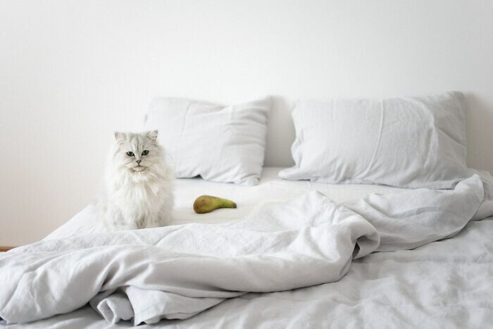 4. Когда заправляешь кровать - кот обязательно запрыгнет, чтобы помочь