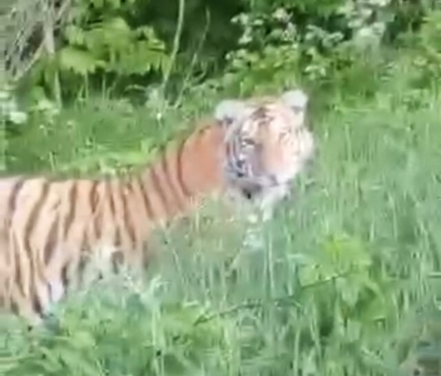 Мечта увидеть амурского тигра в дикой природе внезапно исполнилась у жительницы Приморья