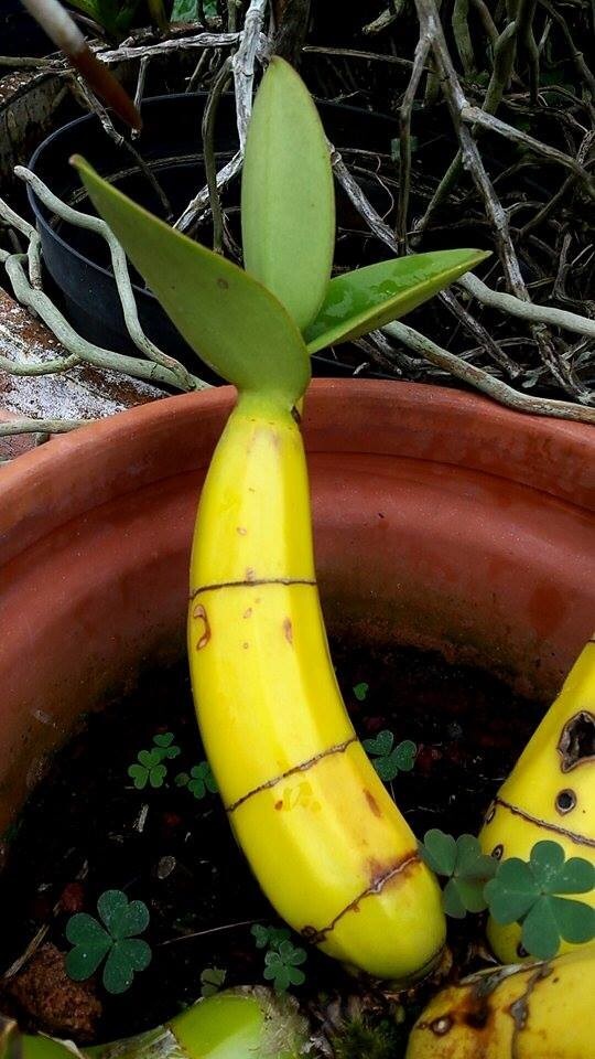 9. Напоминает банан, но на самом деле это Myrmecophila — род многолетних травянистых растений семейства Орхидные