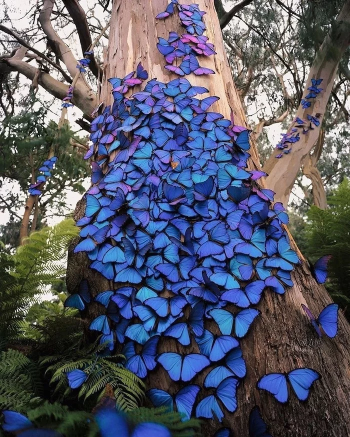 Бабочки Морфо украсили дерево