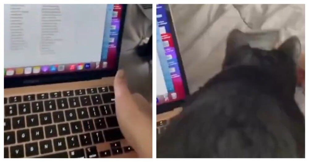 Как сделать так, чтобы кот не ложился на ваш ноутбук