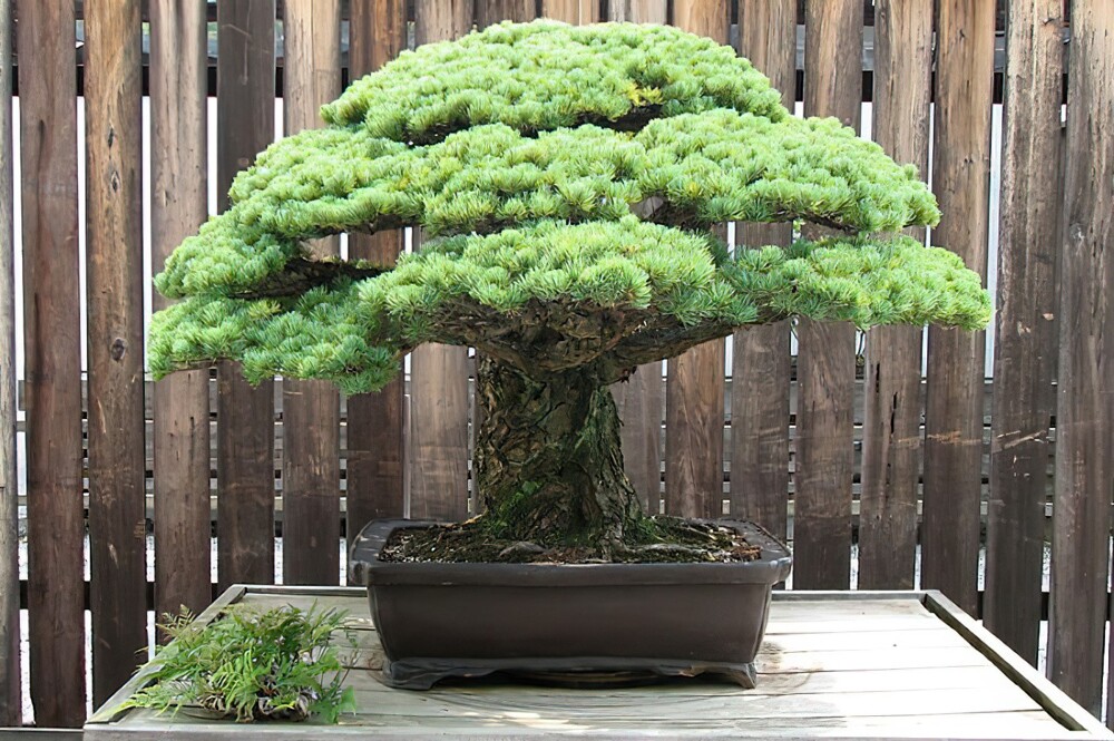 8. Это дерево бонсай было посажено в 1625 году и пережило атомный взрыв в Хиросиме 6 августа 1945 года, хотя в то время находилось всего в 3 км от него