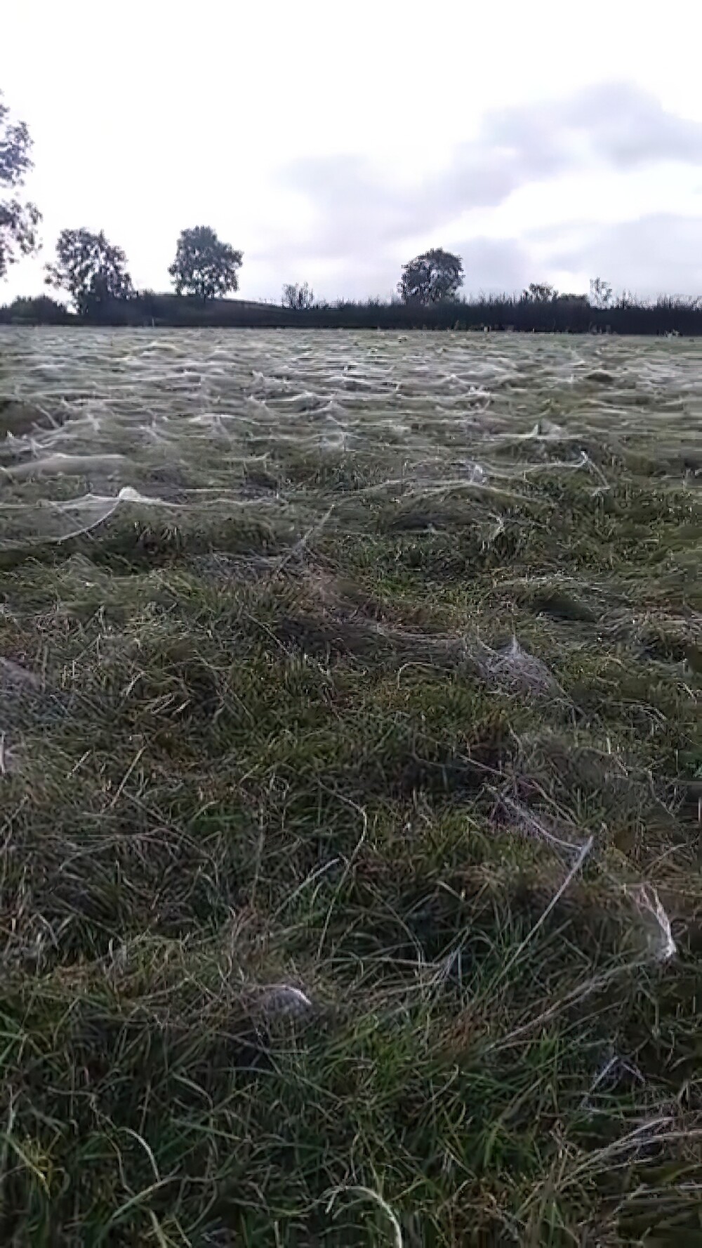 23. Так выглядит нашествие пауков на поле в Англии