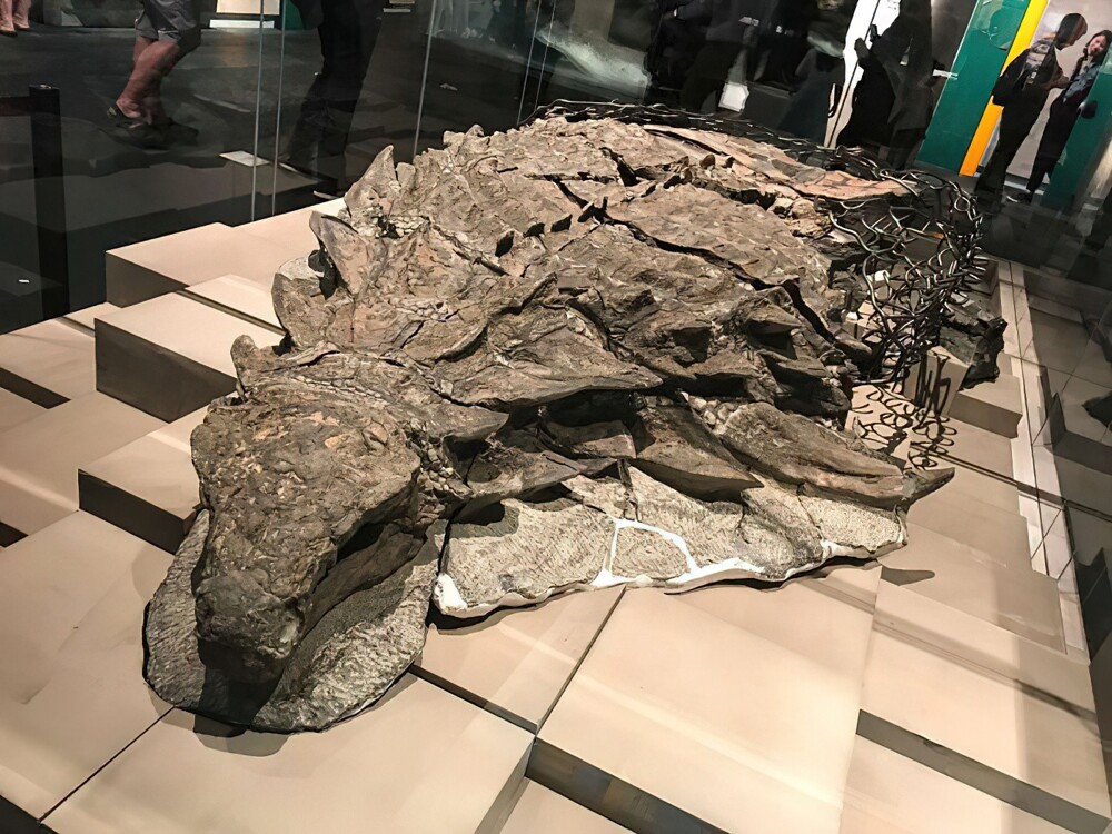 9. Канадские горняки случайно обнаружили останки динозавра возрастом 110 миллионов лет в очень хорошем состоянии