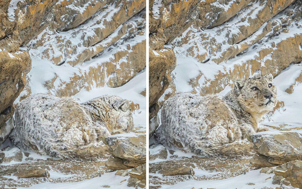 10. Снежный барс в своей естественной среде обитания в долине Спити, Индия — идеальная маскировка