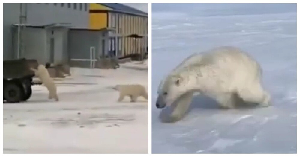 В Якутии белый медведь решил поиграть со снегокатчиками, но те этому явно не обрадовались