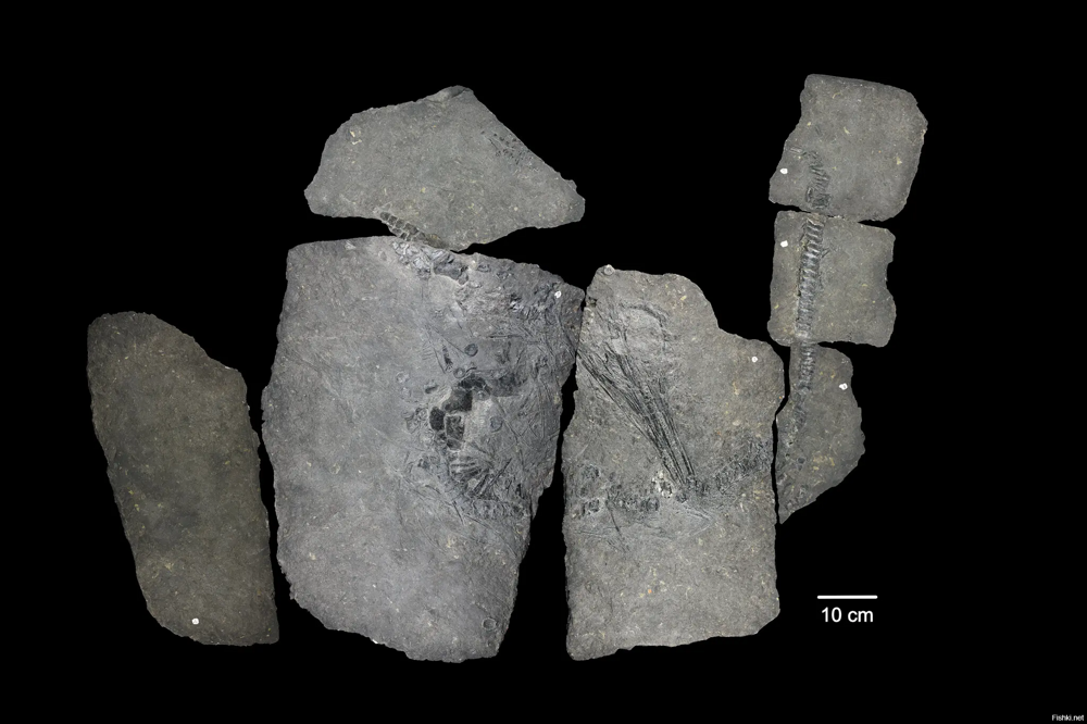 Три изображения Оды, ихтиозавра возрастом 240 миллионов лет, найденного на Шп...