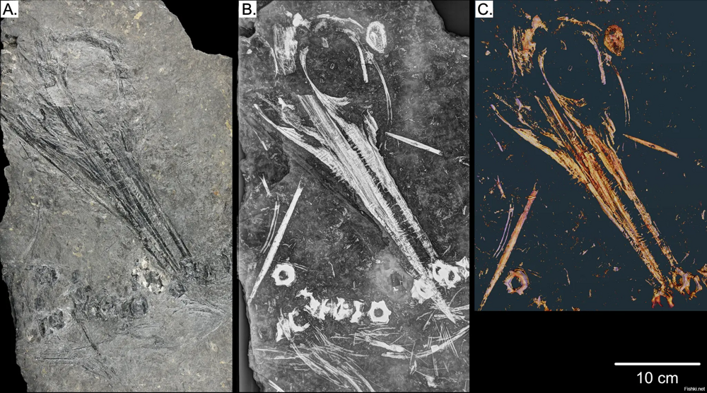 Три изображения Оды, ихтиозавра возрастом 240 миллионов лет, найденного на Шп...