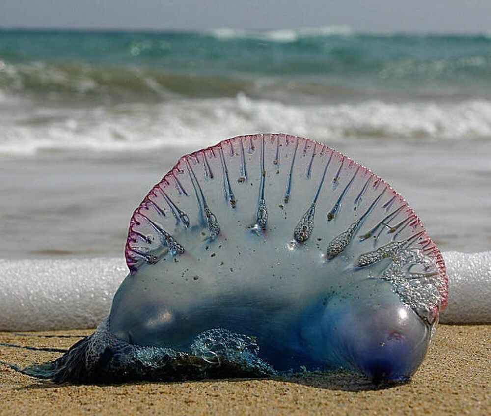Ютубер отловил и съел смертоносную медузу ради лайков