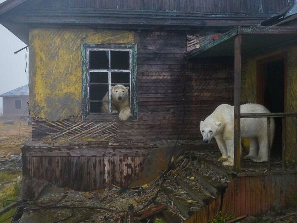 10. Белые медведи в арктической метеостанции