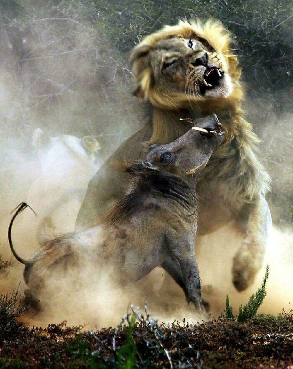 11. Лев и бородавочник в Южной Африке. Автор: Алекс Чой