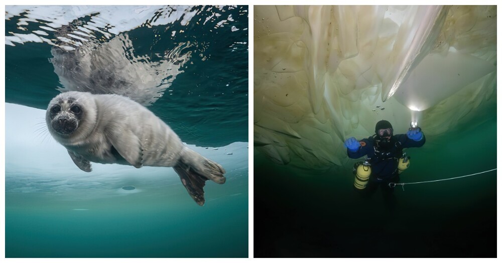 Подо льдом: подводные снимки байкальских нерп