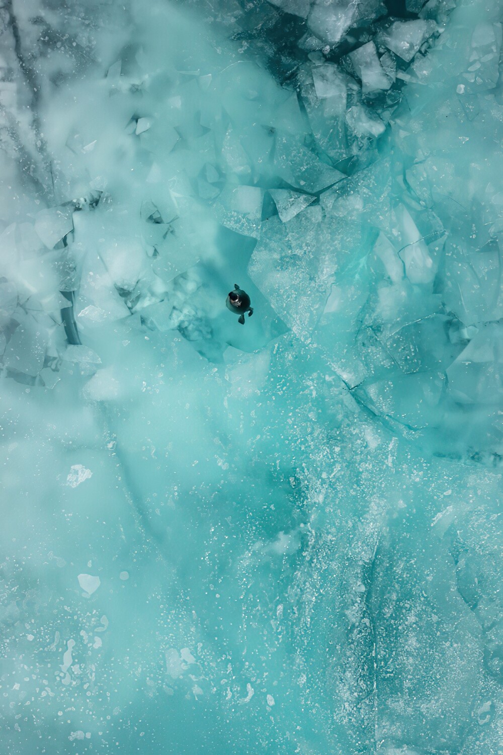 Байкальская нерпа плавает в трещине во льду