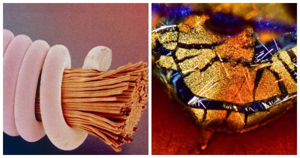 20 привычных вещей, которые выглядят впечатляюще под микроскопом