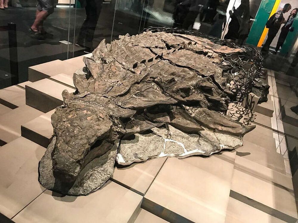17. Невероятно хорошо сохранившийся динозавр возрастом 110 миллионов лет, случайно обнаруженный горняками в Канаде
