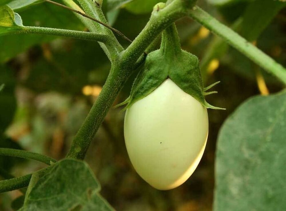 10. Баклажан на английском называется "eggplant" (букв. растение-яйцо), потому что похож на яйцо в процессе созревания