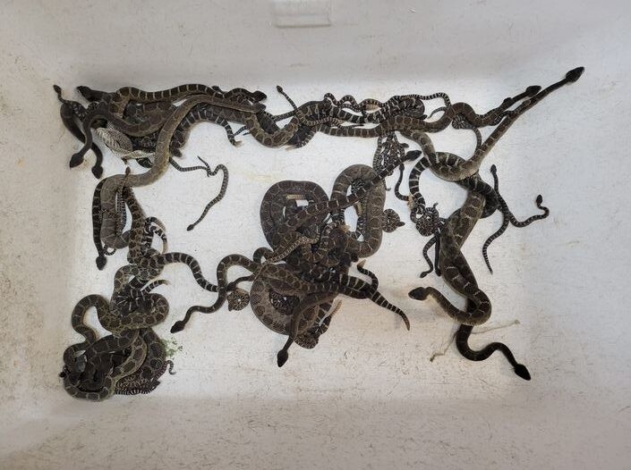 Более 30 змей обнаружили в носках женщины в аэропорту Израиля