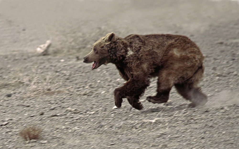 Гобийский медведь: эти бурые мишки выживают в мёртвой монгольской пустыне
