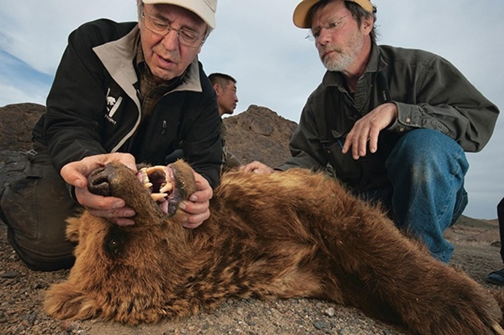 Гобийский медведь: эти бурые мишки выживают в мёртвой монгольской пустыне