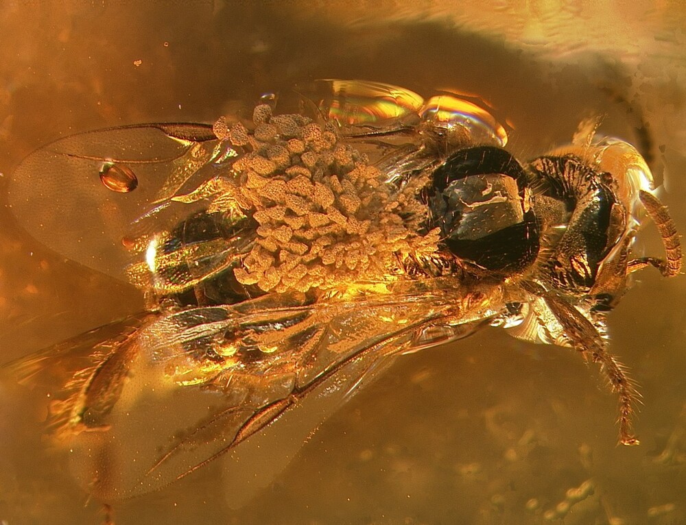 3.	Пчела, попавшая в ловушку при сборе пыльцы орхидеи 20 млн лет назад