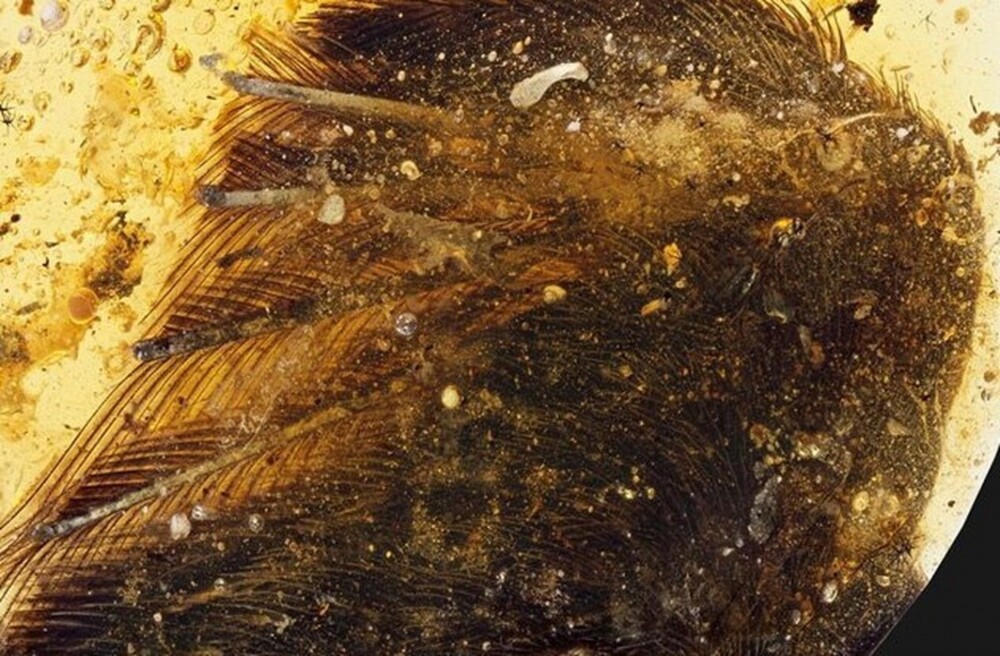2.	Фрагмент крыла энанциорнисов – древнейших птиц