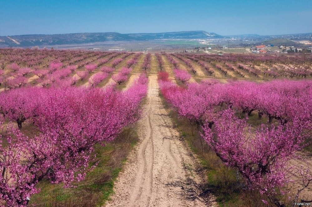 Цветущие персиковые сады в Крыму