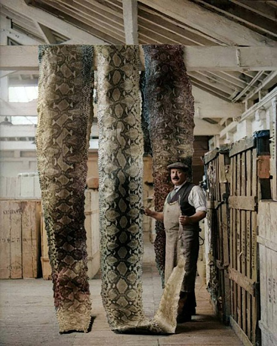 Просушка змеиных шкур на складе Лондонского порта, 16 сентября 1930 год
